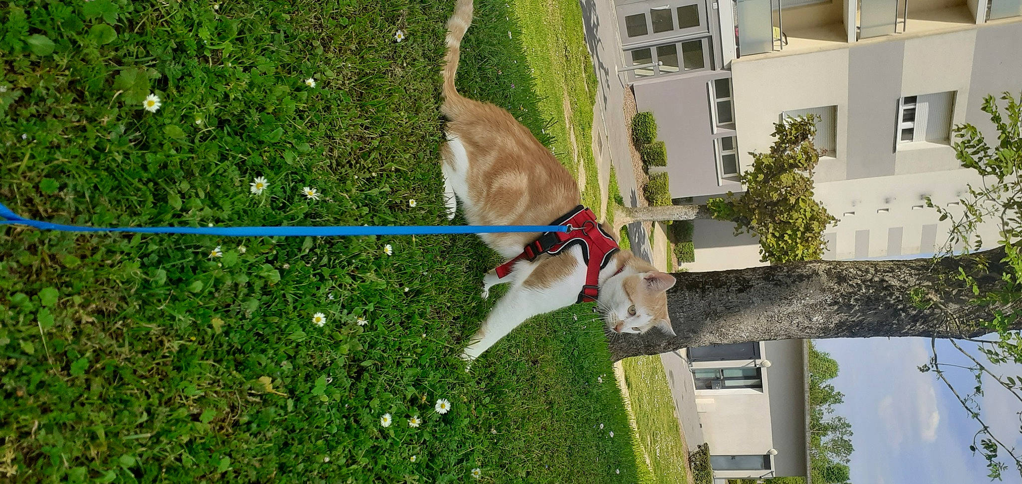 Rouquin participe au concours pour gagner de l'argent avec cette photo : building, canidae, carnivore, collar, companion_dog, dog, dog_breed, dog_collar, fawn, grass, green, groundcover, pet_supply, plant, shrub, sporting_group, tail, tree, window, yard