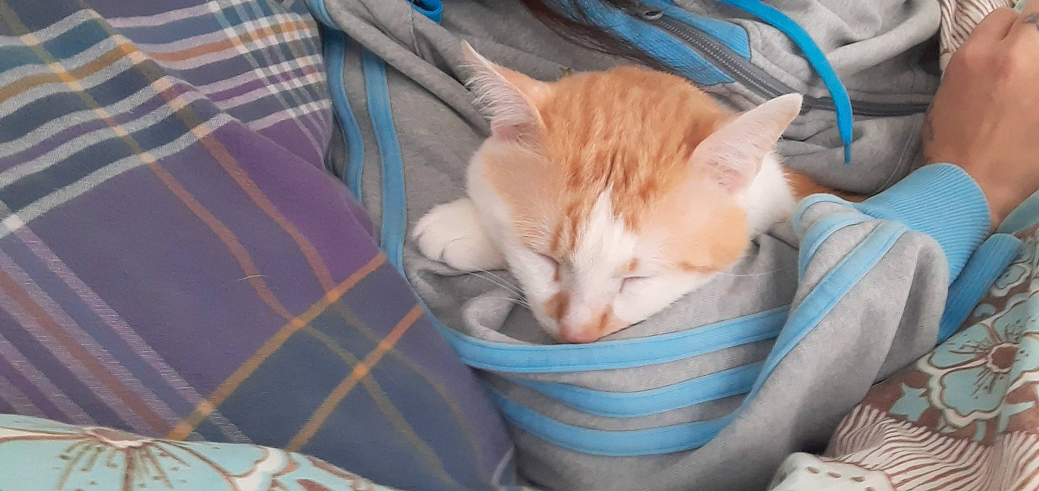 Rouquin participe au concours pour gagner de l'argent avec cette photo : carnivore, cat, cat_supply, comfort, domestic_short_haired_cat, dress_shirt, fawn, felidae, fur, ingredient, linens, pattern, plaid, small_to_medium_sized_cats, snout, tail, tartan, textile, tie, whiskers