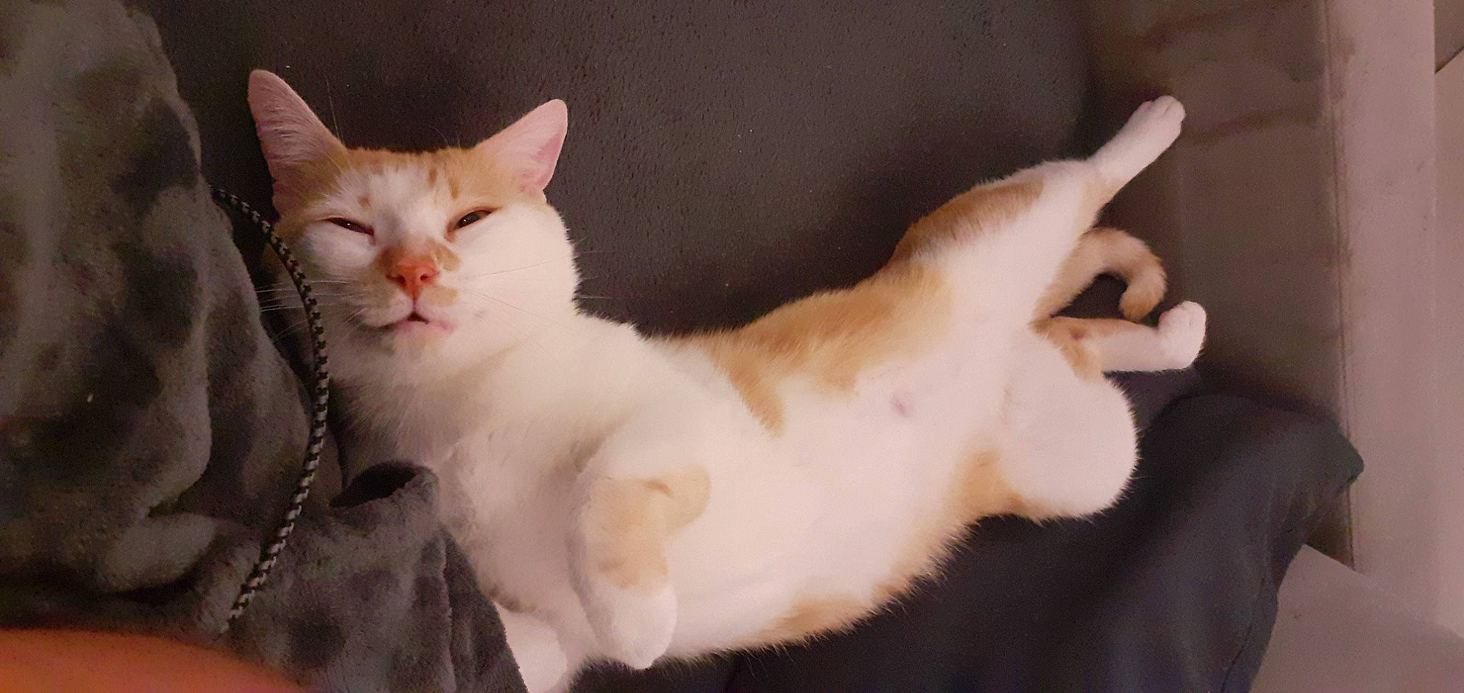 Rouquin a rejoint le concours — aidez-le/la à gagner de superbes lots ! carnivore, cat, claw, comfort, domestic_short_haired_cat, ear, fawn, felidae, fur, paw, small_to_medium_sized_cats, snout, tail, terrestrial_animal, whiskers