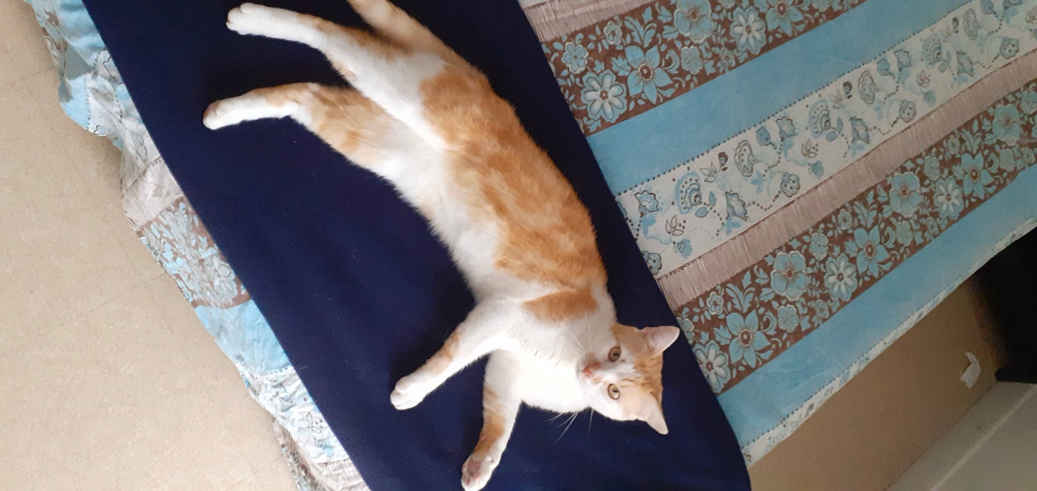 Rouquin participe au concours pour gagner de l'argent avec cette photo : canidae, carnivore, cat, claw, comfort, companion_dog, dog_breed, domestic_short_haired_cat, fawn, felidae, flooring, fur, hardwood, paw, room, small_to_medium_sized_cats, tail, whiskers, wood