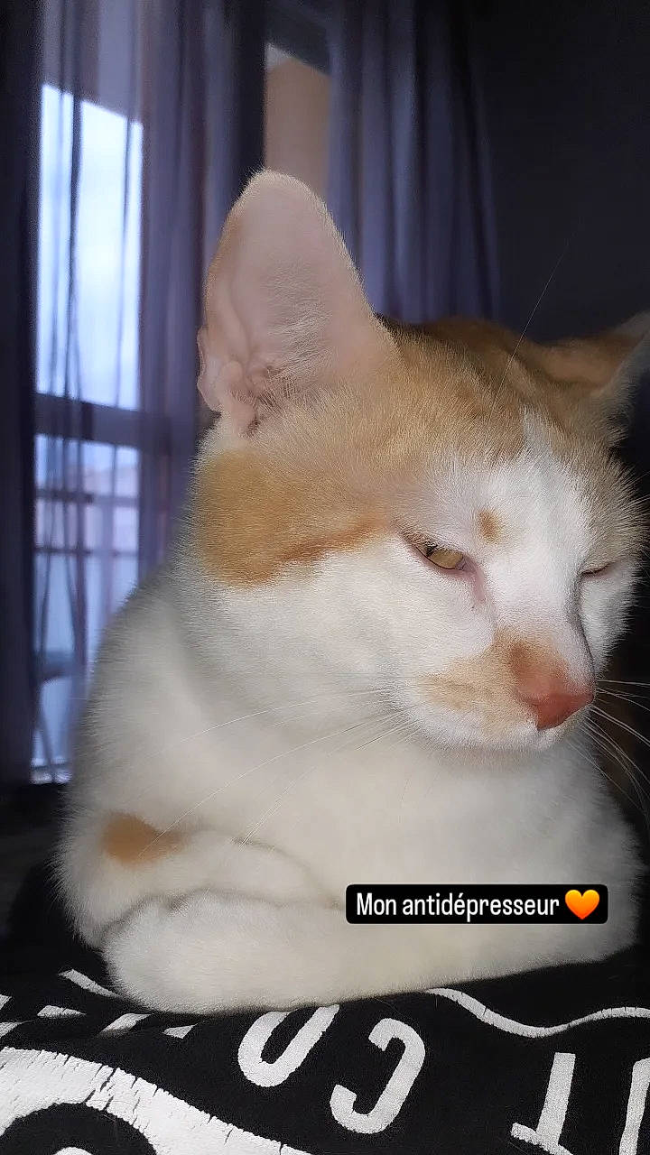 Rouquin participe au concours pour gagner de l'argent avec cette photo : carnivore, cat, cat_supply, curtain, domestic_short_haired_cat, felidae, font, fur, paw, pet_supply, photo_caption, small_to_medium_sized_cats, snout, tail, whiskers, window