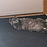cat, gray_cat, fluffy, lying_down, paw, mat, door, indoor, pet, feline, curious, relaxed, floor, home, animal, whiskers, fur, playful, resting, cute