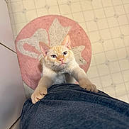 Frankie is registered to the contest to win money with this photo: cat, cream_colored_cat, blue_eyes, pet, indoor, floor_tiles, pink_rug, floral_rug, clothing, person, curious, cute, climbing, looking_up, home, feline, whiskers, paws, kitten, affection