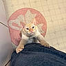 cat, cream_colored_cat, blue_eyes, pet, indoor, floor_tiles, pink_rug, floral_rug, clothing, person, curious, cute, climbing, looking_up, home, feline, whiskers, paws, kitten, affection