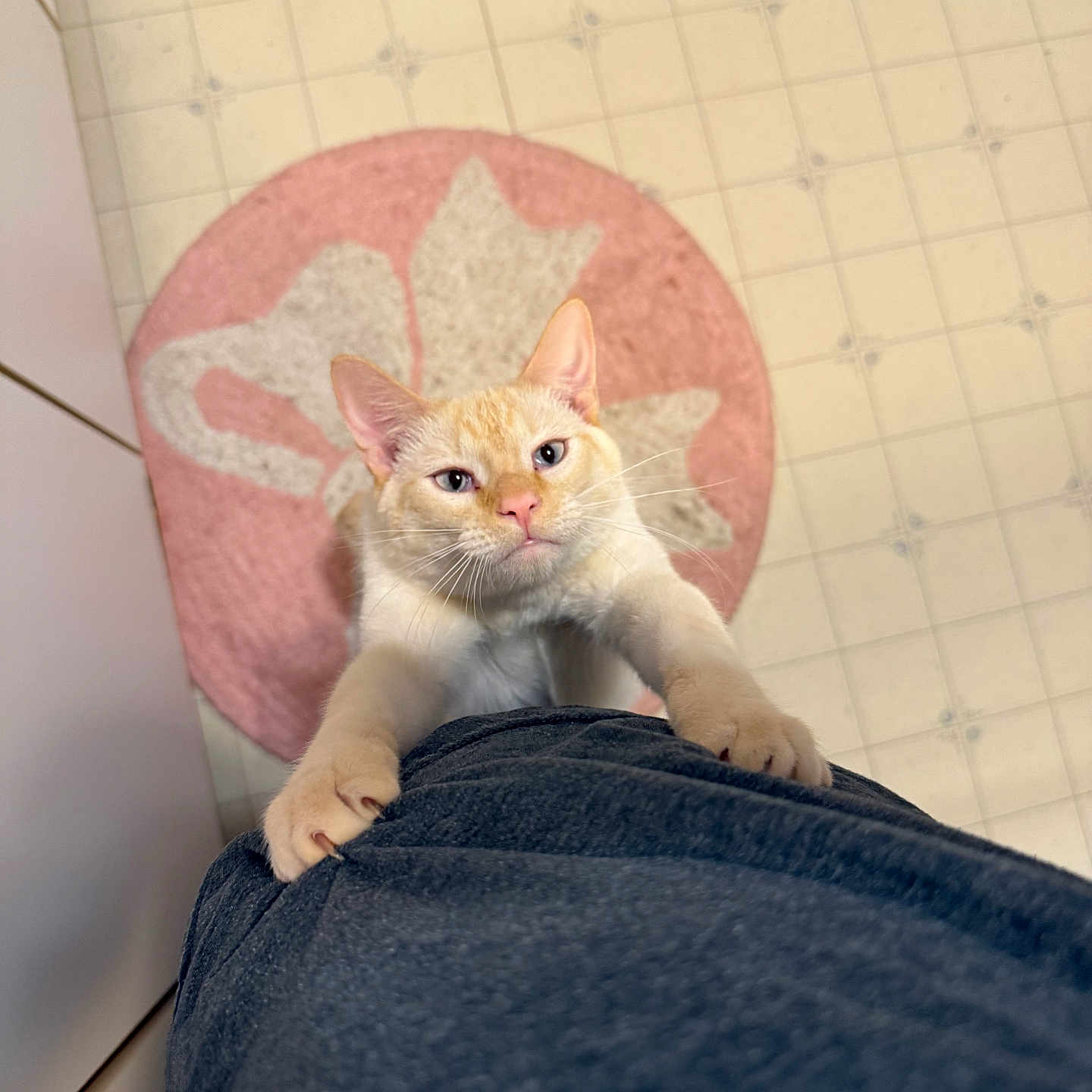 Frankie