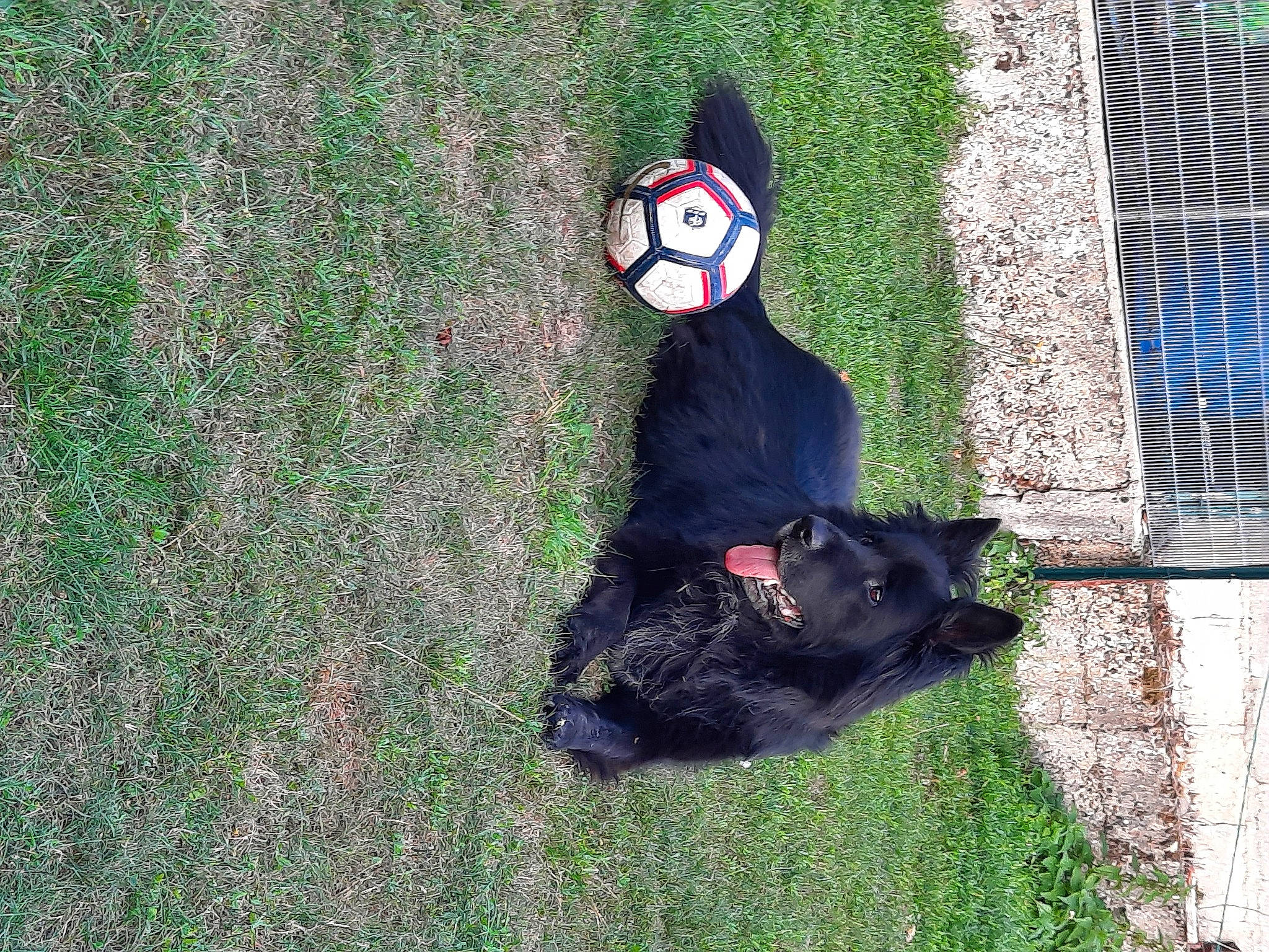 Pongo a rejoint le concours — aidez-le/la à gagner de superbes lots ! canidae, carnivore, chain_link_fencing, dog, dog_breed, fence, fictional_character, field, fur, grass, lawn, mesh, snout, sporting_group, terrestrial_animal, wire_fencing, working_animal, working_dog