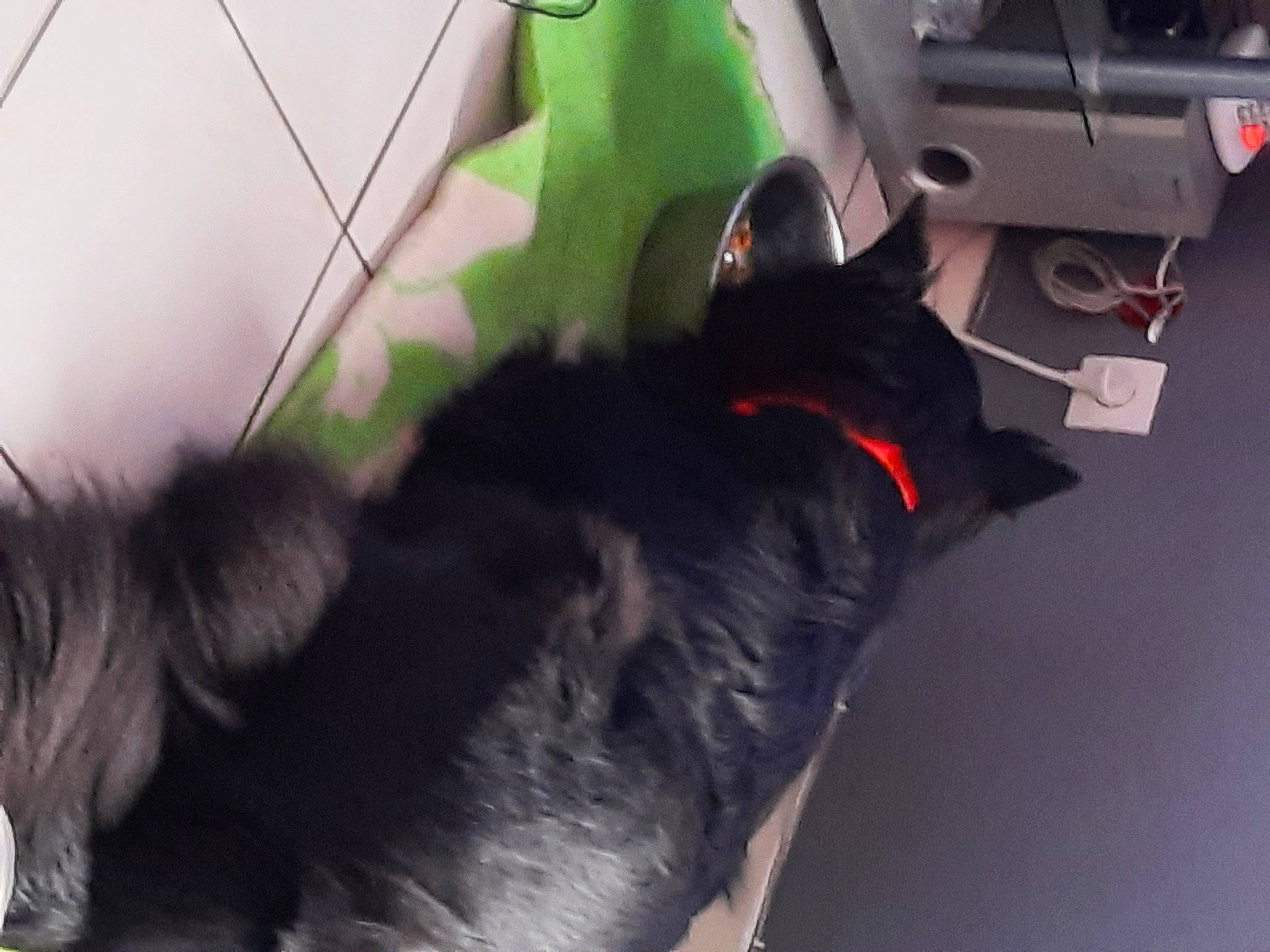 Pongo participe au concours pour gagner de l'argent avec cette photo : automotive_tail_brake_light, black, black_cat, canidae, carnivore, collar, dog, dog_breed, dog_collar, fur, leash, snout, sporting_group, tail, vehicle_door, vehicle_registration_plate, vertebrate, working_animal, working_dog