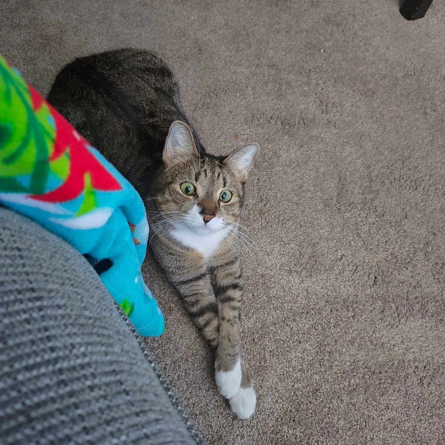 Benji joined the competition — help win amazing prizes! alert, blanket, carpet, cat, colorful_blanket, couch, curious, feline, floor, fur, gray_couch, green_eyes, home, indoor, paws, pet, relaxed, stretching, tabby, whiskers