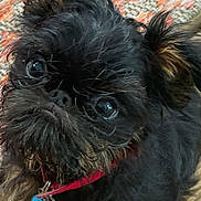 Silas joined the competition — help win amazing prizes! dog, pet, black_dog, brown_fur, scruffy, collar, tags, wooden_floor, rug, looking_up, close_up, fur, ears, whiskers, animal, cute, indoor, small_dog, portrait, friendly
