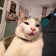 Wally a rejoint le concours — aidez-le/la à gagner de superbes lots ! cat, pet, close_up, tongue_out, white, gray, fur, indoor, kitchen, person, sweatshirt, collar, relaxed, cute, face, whiskers, window, furniture, home, cozy