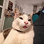 cat, pet, close_up, tongue_out, white, gray, fur, indoor, kitchen, person, sweatshirt, collar, relaxed, cute, face, whiskers, window, furniture, home, cozy
