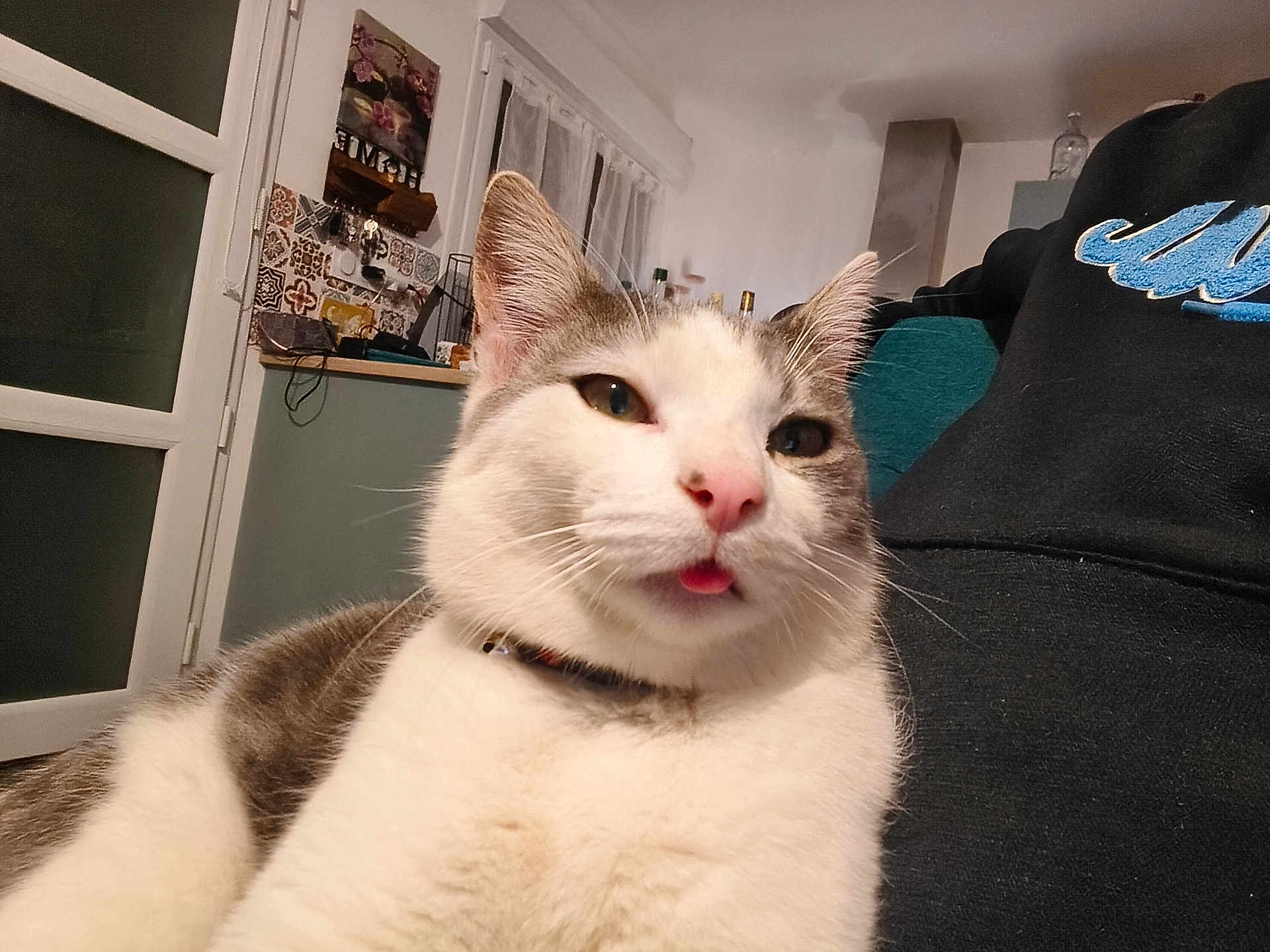 Wally a rejoint le concours — aidez-le/la à gagner de superbes lots ! cat, pet, close_up, tongue_out, white, gray, fur, indoor, kitchen, person, sweatshirt, collar, relaxed, cute, face, whiskers, window, furniture, home, cozy