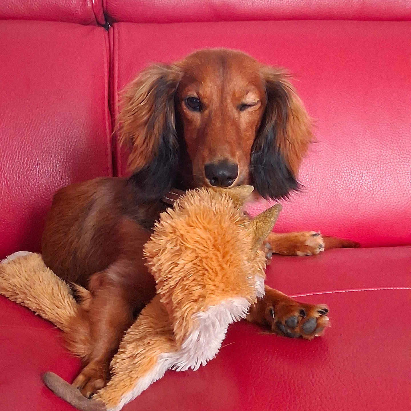 Viktor a rejoint le concours — aidez-le/la à gagner de superbes lots ! animal, companion, cute, dachshund, dog, ears, fur, indoor, leather, mammal, paw, pet, playful, puppy, red_couch, relaxing, snout, stuffed_animal, toy, winking