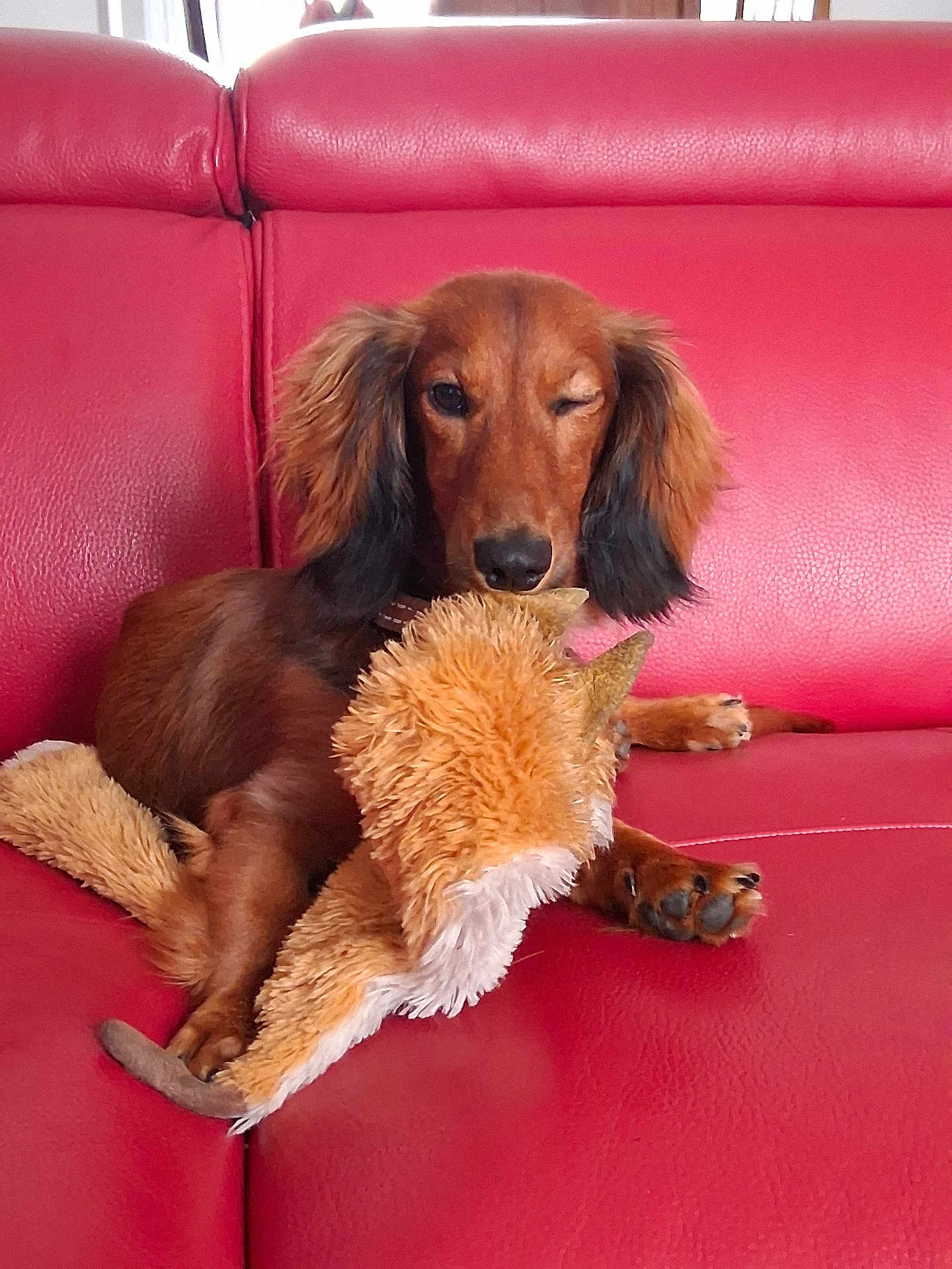 Viktor a rejoint le concours — aidez-le/la à gagner de superbes lots ! animal, companion, cute, dachshund, dog, ears, fur, indoor, leather, mammal, paw, pet, playful, puppy, red_couch, relaxing, snout, stuffed_animal, toy, winking