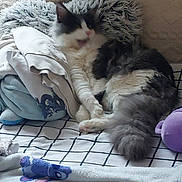 Illusion a rejoint le concours — aidez-le/la à gagner de superbes lots ! cat, bed, blanket, pillow, fur, indoor, cozy, resting, animal, soft, pattern, checkered, plush, sleepy, feline, comfort, home, cute, relaxed, pet