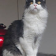 Illusion participe au concours pour gagner de l'argent avec cette photo : animal, appliance, black_and_white, cat, curious, domestic_animal, ears, eyes, feline, fluffy, fur, household, indoor, looking_up, paws, pet, portrait, sitting, tail, whiskers