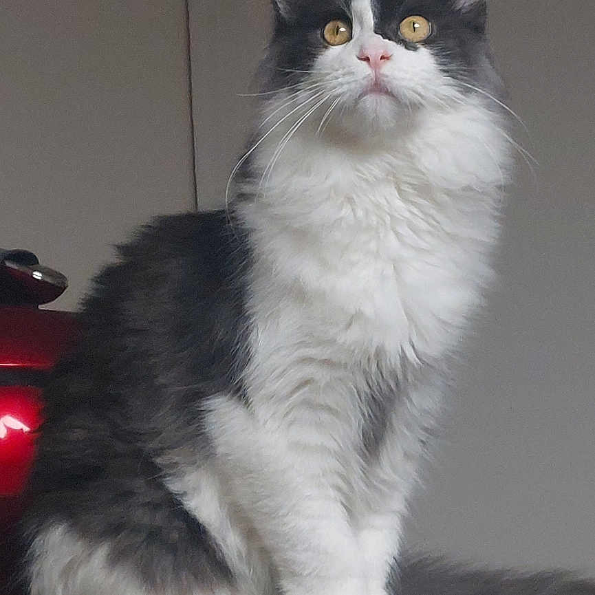 Illusion participe au concours pour gagner de l'argent avec cette photo : animal, appliance, black_and_white, cat, curious, domestic_animal, ears, eyes, feline, fluffy, fur, household, indoor, looking_up, paws, pet, portrait, sitting, tail, whiskers
