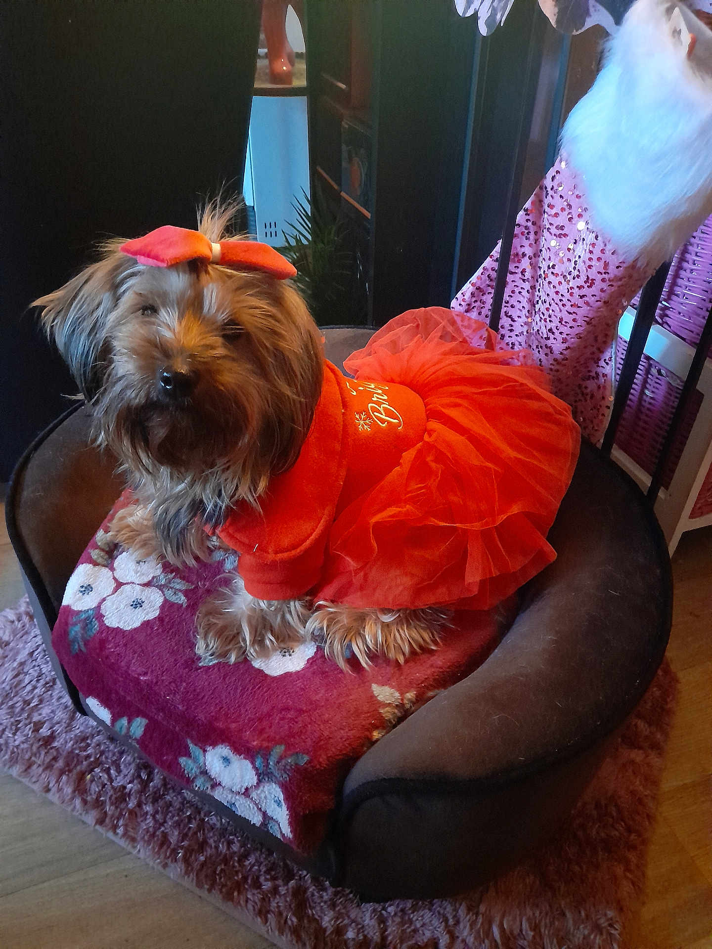 Charlotte a rejoint le concours — aidez-le/la à gagner de superbes lots ! dog, pet, tutu, bow, orange_clothing, chair, blanket, fluffy, indoor, home, decor, cushion, fur, small_dog, cute, sitting, fashion, animal, portrait, cozy
