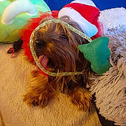 Charlotte participe au concours pour gagner de l'argent avec cette photo : dog, small_dog, santa_hat, red_tutu, ribbon, tongue_out, plush_toy, green_toy, blue_background, blanket, cozy, pet, fur, cute, holiday, festive, resting, indoors, animal, playful