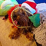dog, small_dog, santa_hat, red_tutu, ribbon, tongue_out, plush_toy, green_toy, blue_background, blanket, cozy, pet, fur, cute, holiday, festive, resting, indoors, animal, playful