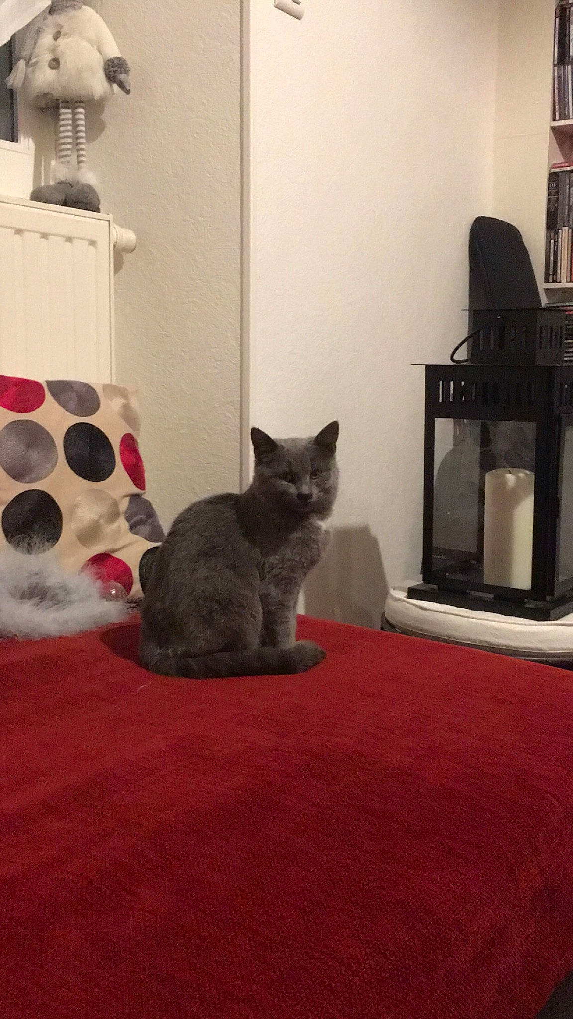 Radjah a rejoint le concours — aidez-le/la à gagner de superbes lots ! black_cat, carnivore, carpet, cat, cat_supply, comfort, domestic_short_haired_cat, felidae, floor, flooring, fur, grey, hardwood, linens, living_room, room, small_to_medium_sized_cats, tail, whiskers, wood