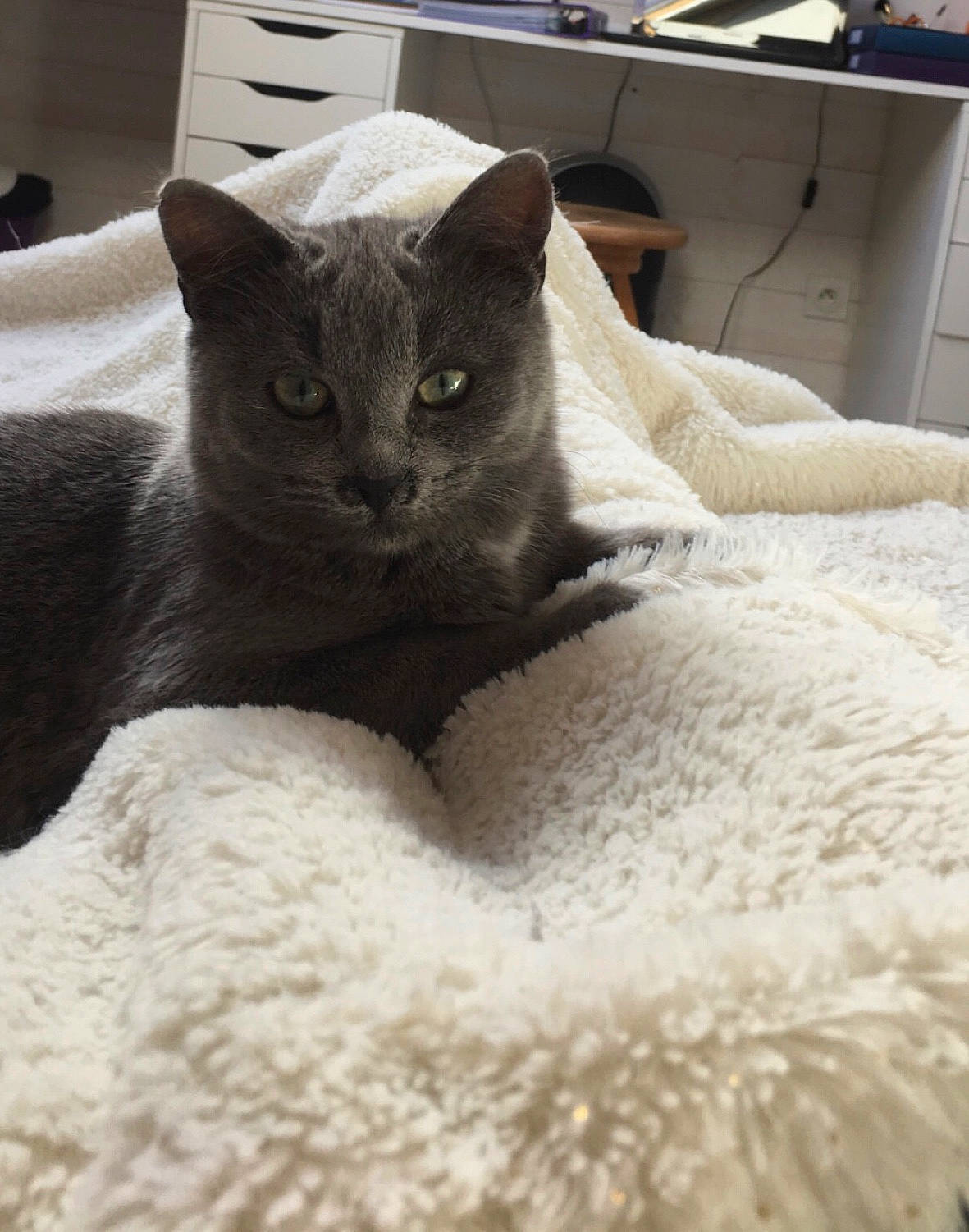 Radjah participe au concours pour gagner de l'argent avec cette photo : black_cat, carnivore, cat, cat_bed, cat_supply, claw, comfort, domestic_short_haired_cat, felidae, fur, grey, nap, paw, russian_blue, small_to_medium_sized_cats, snout, tail, terrestrial_animal, whiskers, window