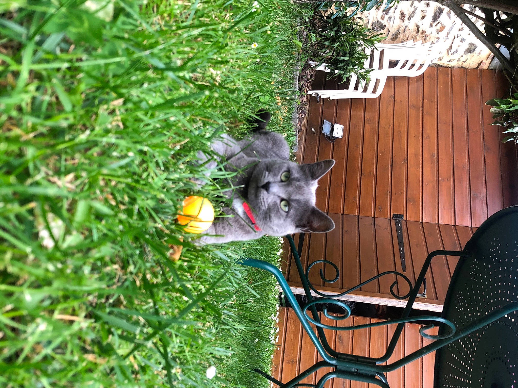 Radjah participe au concours pour gagner de l'argent avec cette photo : carnivore, chair, cottage, fawn, garden, grass, groundcover, home_fencing, landscape, lawn_ornament, outdoor_furniture, outdoor_structure, outdoor_table, plant, shed, tail, tree, wheelbarrow, wood, yard