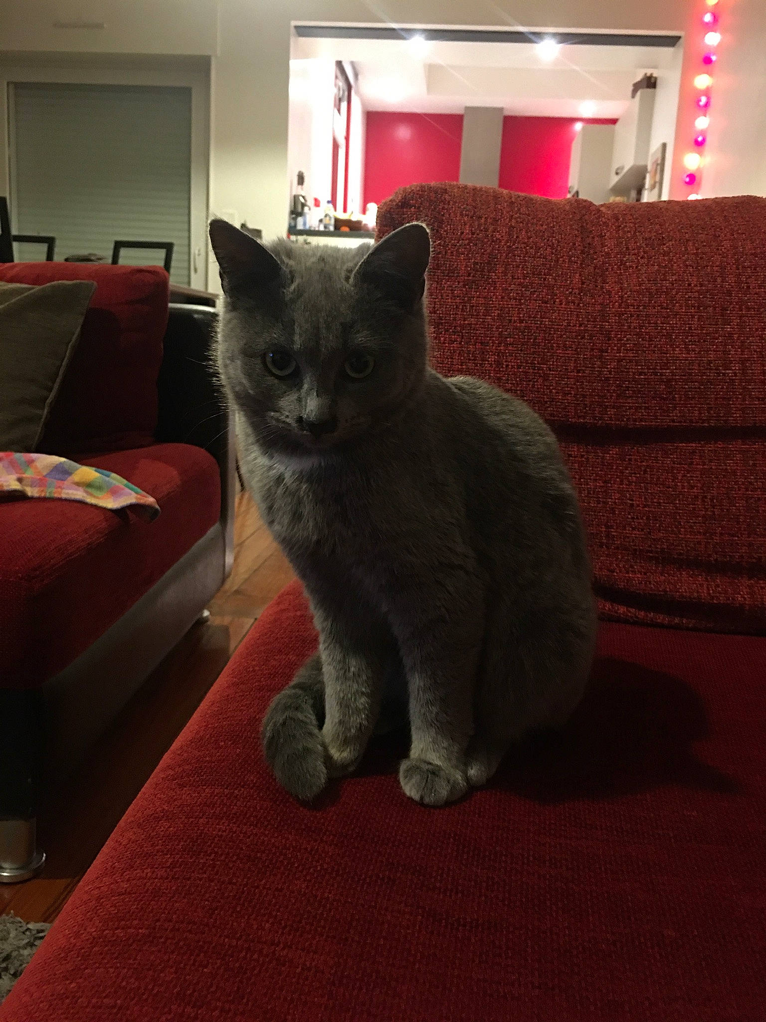 Radjah a rejoint le concours — aidez-le/la à gagner de superbes lots ! black_cat, carnivore, cat, comfort, couch, domestic_short_haired_cat, felidae, floor, flooring, fur, grey, hardwood, interior_design, living_room, room, russian_blue, small_to_medium_sized_cats, tail, whiskers, window