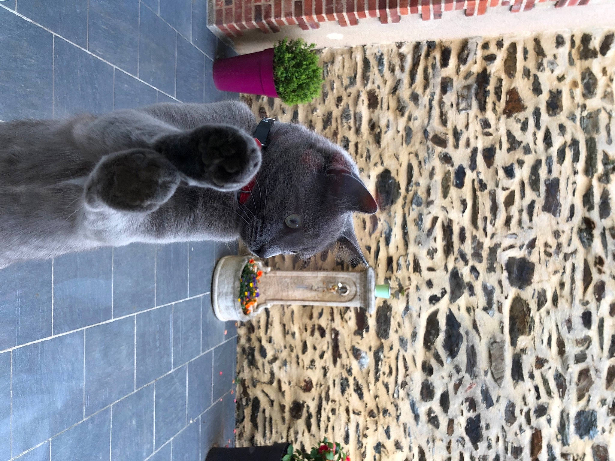 Radjah a rejoint le concours — aidez-le/la à gagner de superbes lots ! animal_shelter, cage, canidae, carnivore, collar, dog_breed, dog_supply, felidae, fur, mesh, net, pattern, pet_supply, snout, tail, water, wood, working_animal