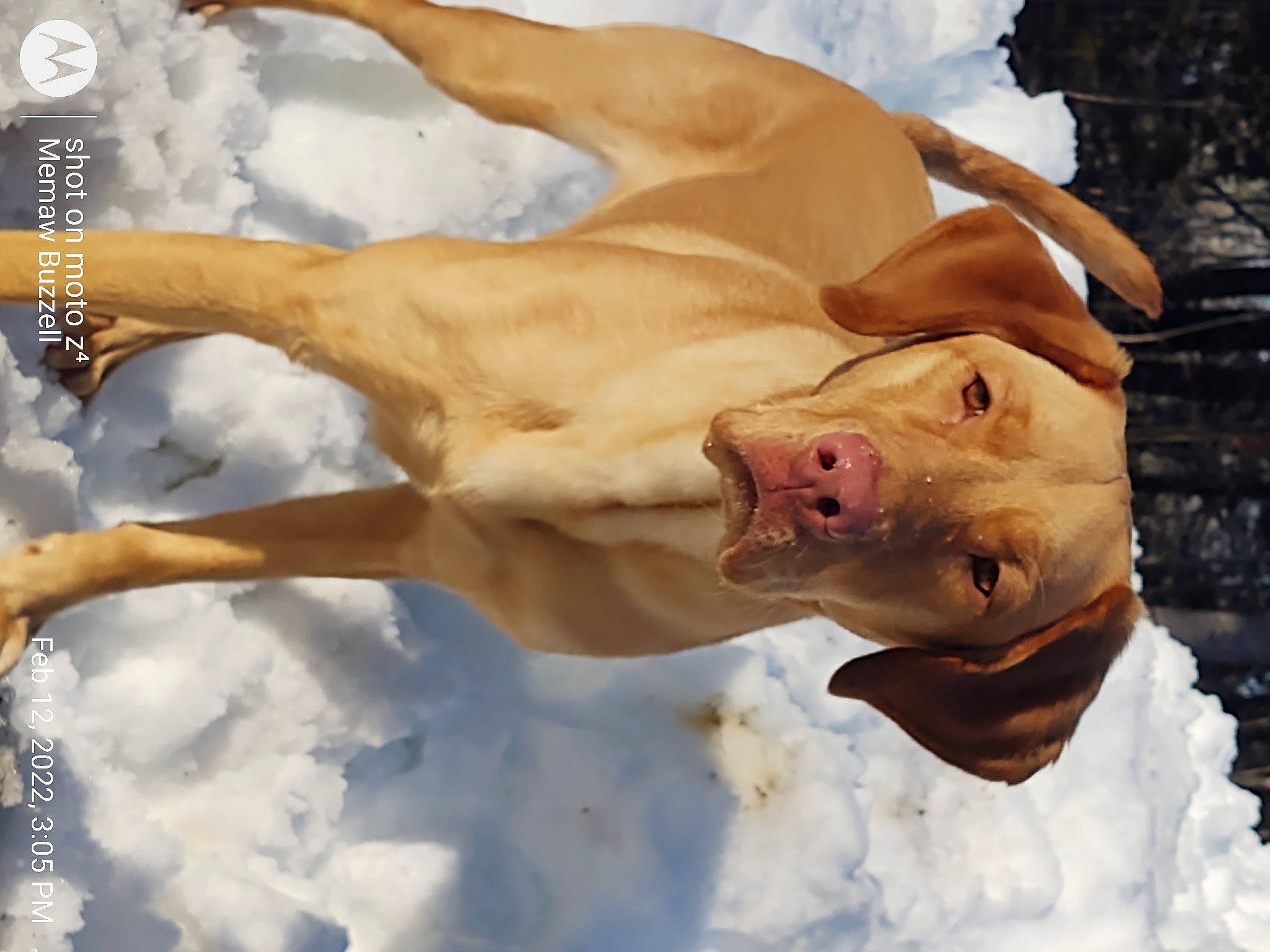 Daisy Mae joined the competition — help win amazing prizes! art, barechested, canidae, carnivore, chest, dog, dog_breed, dog_collar, fawn, freezing, mammal, snout, snow, sporting_group, tail, terrestrial_animal, whiskers, wildlife, winter, working_animal