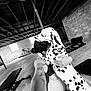 Jolene joined the competition — help win amazing prizes! bicycle, black_and_white, brick_wall, ceiling_beams, concrete_floor, dalmatian, dog, embrace, exercise_bench, gym_equipment, happy, hug, indoor, person, pets, selfie, shorts, sportswear, spot_pattern, tattoo