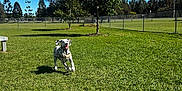 Jolene joined the competition — help win amazing prizes! animal, blue_sky, canine, dalmatian, daytime, dog, fence, grass, greenery, happy, landscape, leisure, nature, outdoor, park, pet, playing, running, sunny, tree
