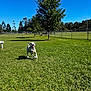 animal, blue_sky, canine, dalmatian, daytime, dog, fence, grass, greenery, happy, landscape, leisure, nature, outdoor, park, pet, playing, running, sunny, tree
