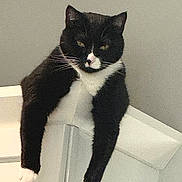 Gabby is registered to the contest to win money with this photo: animal, black_and_white, cabinet, cat, claws, cute, domestic, draped_legs, ears, feline, fur, household, indoor, lazy, mammal, pet, portrait, relaxed, resting, whiskers