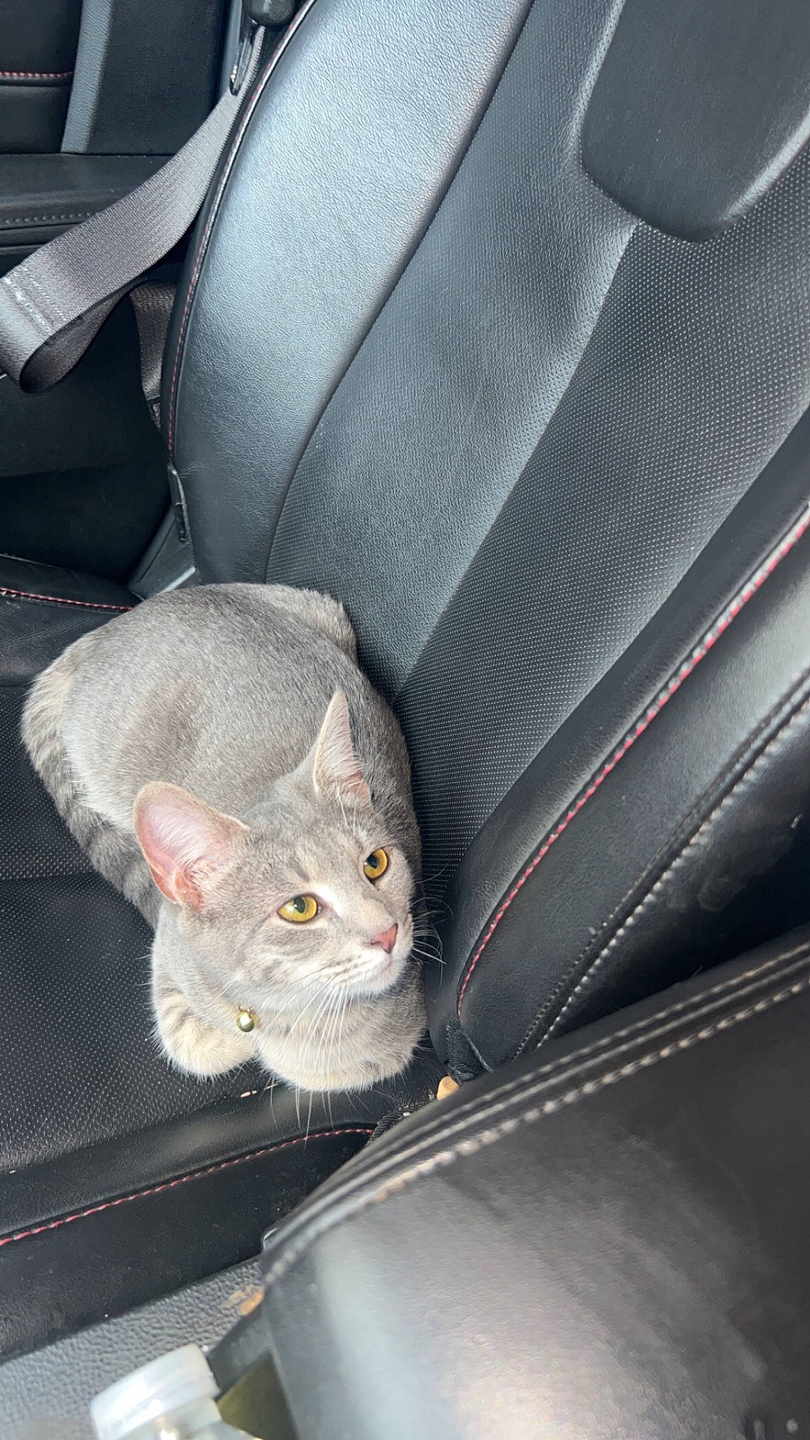 Sapphire is registered to the contest to win money with this photo: auto_part, automotive_exterior, automotive_lighting, car, car_seat, car_seat_cover, carnivore, cat, comfort, felidae, grey, hood, motor_vehicle, personal_luxury_car, small_to_medium_sized_cats, vehicle, vehicle_door, whiskers, white, window
