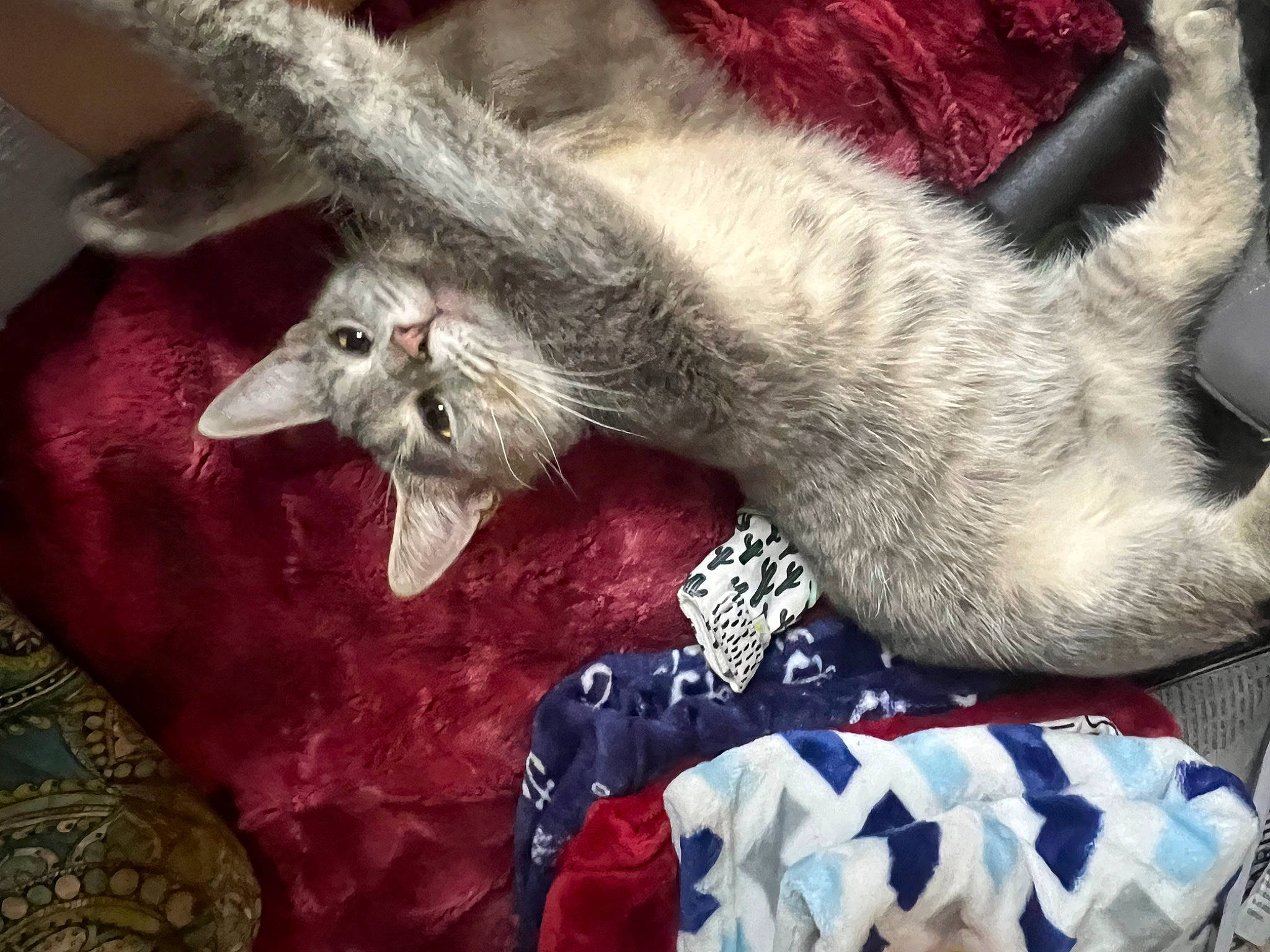 Sapphire joined the competition — help win amazing prizes! carnivore, cat, claw, comfort, domestic_short_haired_cat, felidae, fur, grey, lap, linens, nap, paw, russian_blue, small_to_medium_sized_cats, tail, textile, whiskers