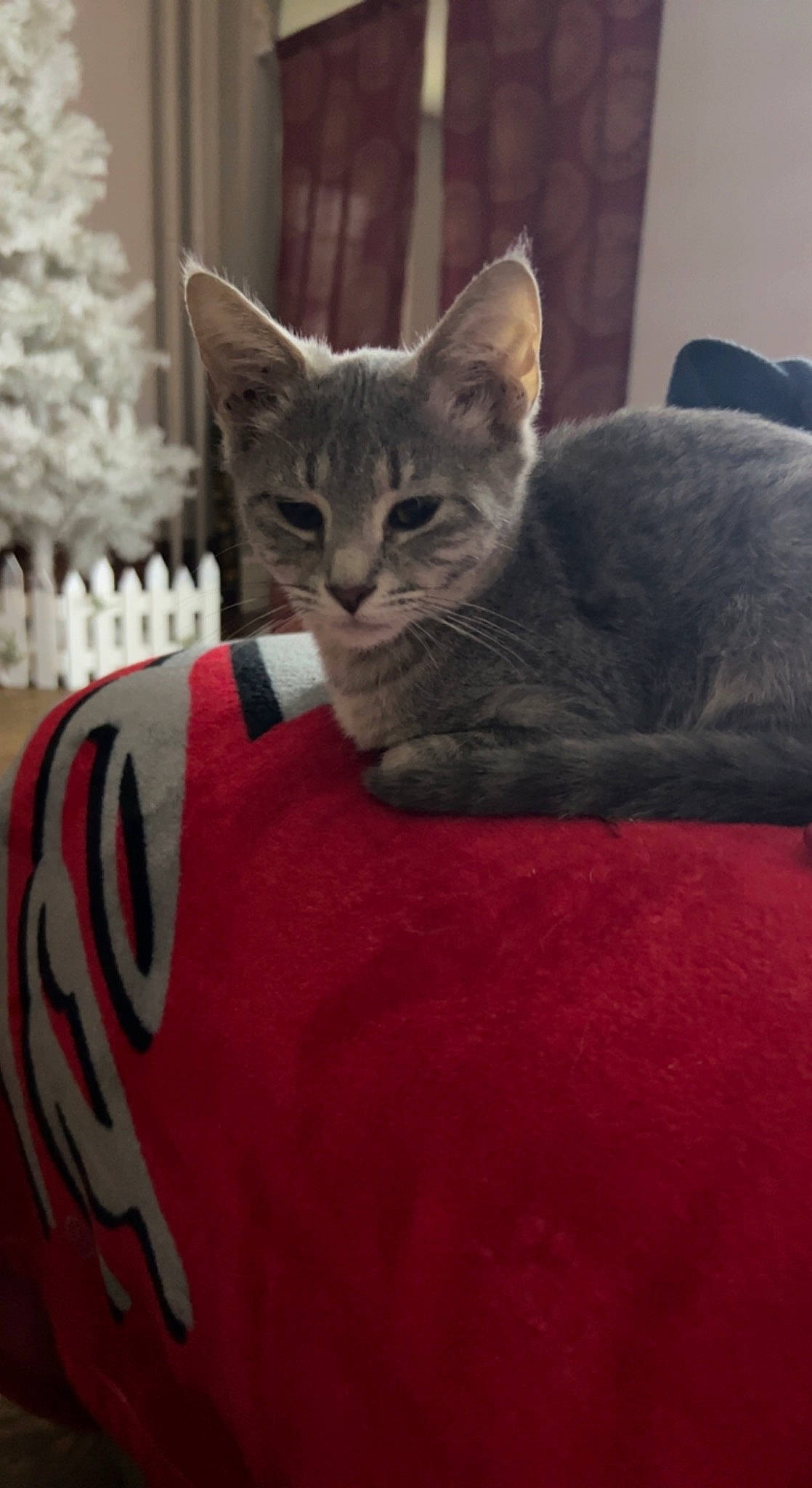 Sapphire joined the competition — help win amazing prizes! carmine, carnivore, cat, cat_bed, cat_supply, comfort, domestic_short_haired_cat, felidae, fur, grey, room, russian_blue, sitting, small_to_medium_sized_cats, snout, terrestrial_animal, whiskers