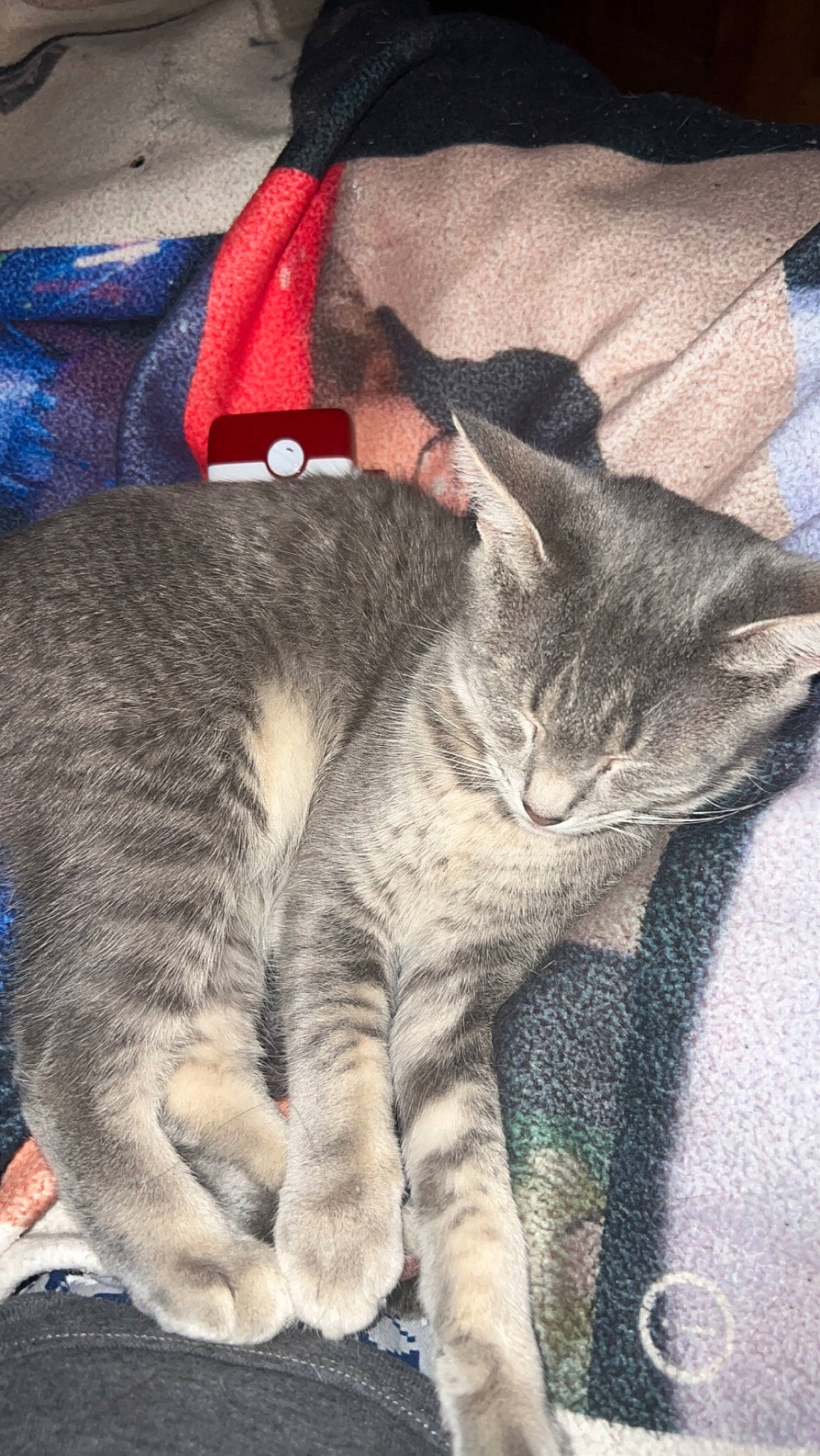 Sapphire joined the competition — help win amazing prizes! carnivore, cat, claw, comfort, domestic_short_haired_cat, felidae, fur, grey, nap, paw, sleep, small_to_medium_sized_cats, snout, tail, whiskers