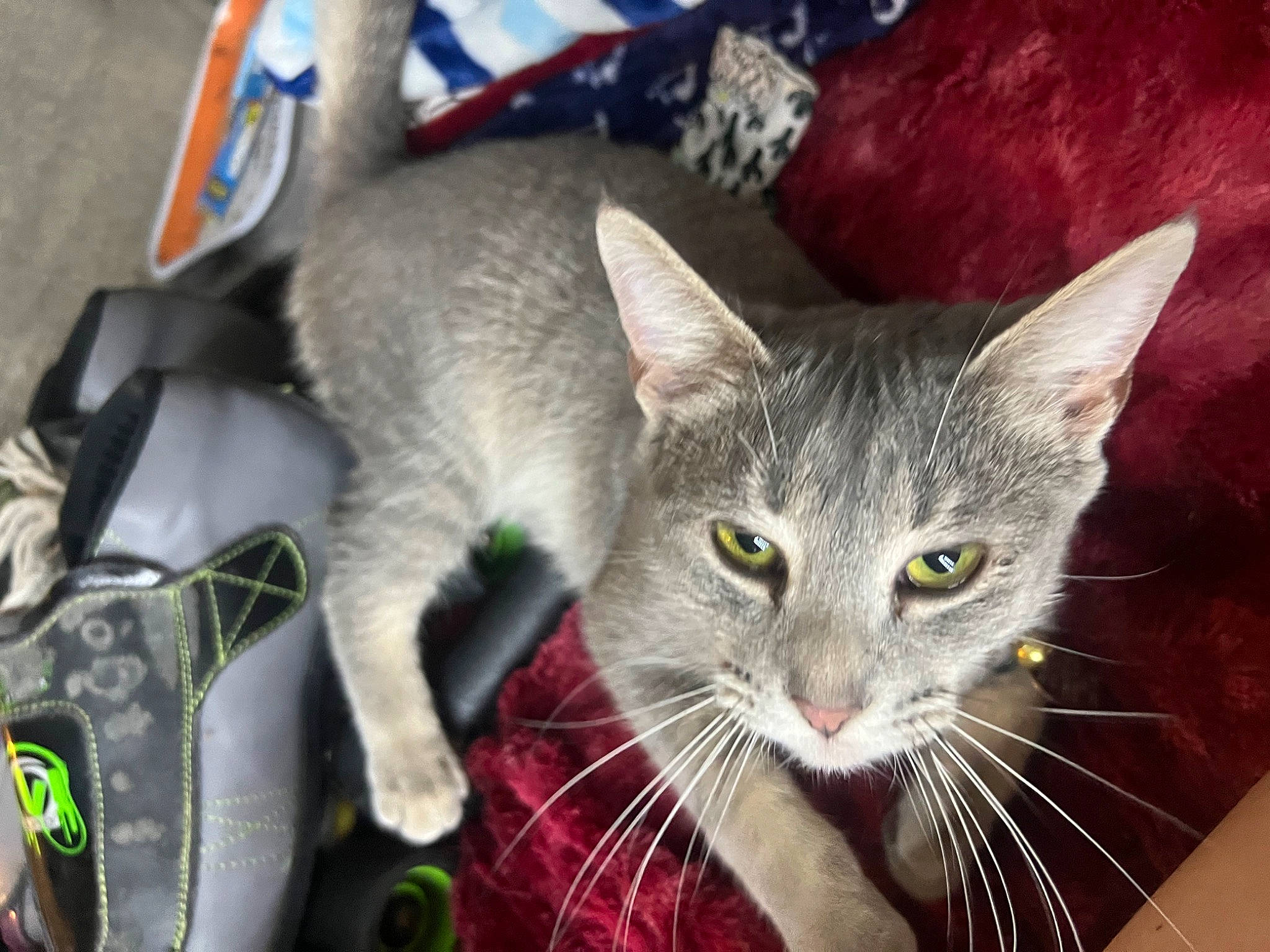 Sapphire joined the competition — help win amazing prizes! carnivore, cat, cat_furniture, cat_supply, cat_toy, domestic_short_haired_cat, event, felidae, fur, paw, small_to_medium_sized_cats, tail, whiskers