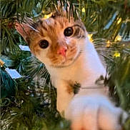 Maybel is registered to the contest to win money with this photo: cat, animal, pet, christmas_tree, greenery, pine_needles, close_up, curious, paws, whiskers, indoor, holiday, decorations, lights, feline, cute, playful, nature, face, eyes
