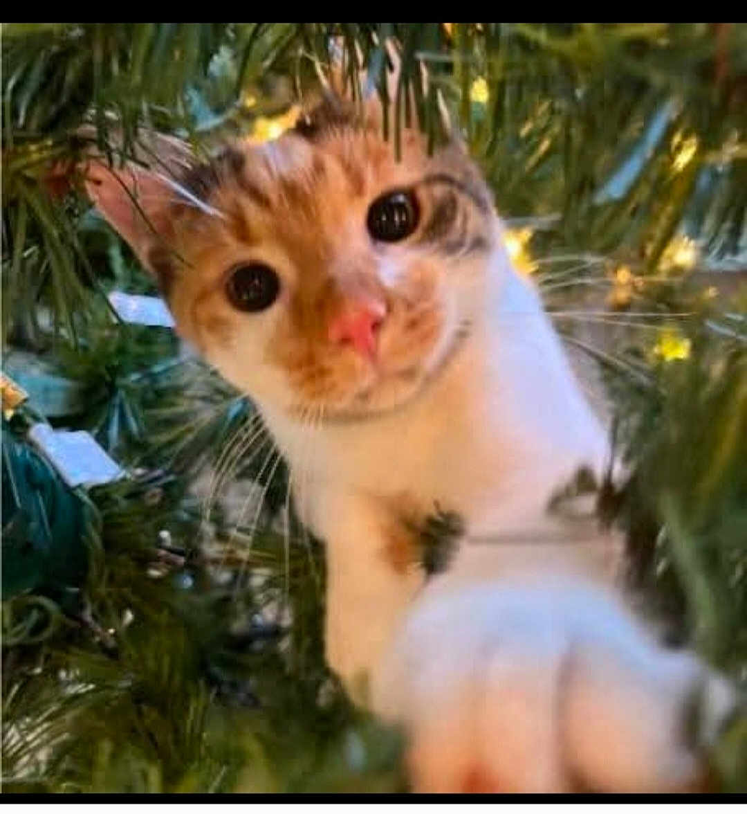 Maybel is registered to the contest to win money with this photo: cat, animal, pet, christmas_tree, greenery, pine_needles, close_up, curious, paws, whiskers, indoor, holiday, decorations, lights, feline, cute, playful, nature, face, eyes