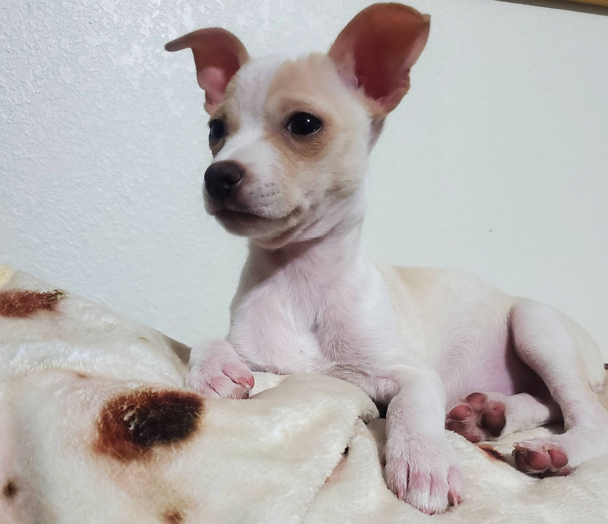 Chiquita joined the competition — help win amazing prizes! canidae, carnivore, chihuahua, comfort, companion_dog, dog, dog_breed, dog_supply, ear, fawn, fur, paw, puppy, snout, sporting_group, terrestrial_animal, toy_dog, whiskers, white, working_animal