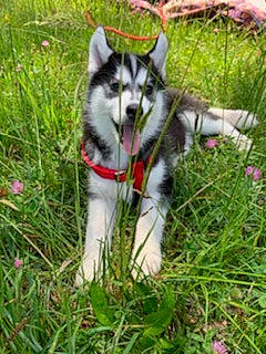 Sissi participe au concours pour gagner de l'argent avec cette photo : canis, carnivore, dog, dog_breed, flower, fur, grass, grassland, groundcover, herbaceous_plant, plant, prairie, sled_dog, tail, terrestrial_animal, whiskers, wildlife, wolf, working_dog