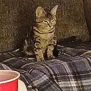 Biscuits joined the competition — help win amazing prizes! kitten, cat, plaid_blanket, couch, red_cup, indoor, sitting, tabby, feline, pet, domestic_animal, cozy, furniture, small, animal, resting, brown, striped, young, quiet