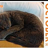 2026, animal, calendar, cat, closeup, cozy, curled_up, cute, domestic_cat, feline, fur, gray_cat, indoor, october, pet, relaxing, resting, sleeping, soft_surface, text_overlay