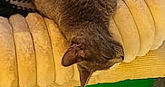 Xena is registered to the contest to win money with this photo: animal, bed, carpet, cat, circular_bed, cozy, cute, cute_pet, domestic_animal, fur, furry, gray_cat, indoor, pet, plush, relaxed, resting, sleeping, soft, whiskers