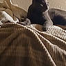 animal, blanket, calm, cat, cozy, cute, domestic, feline, fur, gray_cat, home, indoor, mammal, pet, quiet, relaxed, resting, texture, wall, warm_lighting