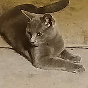 Xena joined the competition — help win amazing prizes! animal, calm, cat, concrete, curious, dim_lighting, ears, feline, floor, grainy, gray_cat, indoor, looking_away, lounging, mammal, paws, pet, relaxed, tail, whiskers