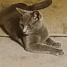 animal, calm, cat, concrete, curious, dim_lighting, ears, feline, floor, grainy, gray_cat, indoor, looking_away, lounging, mammal, paws, pet, relaxed, tail, whiskers