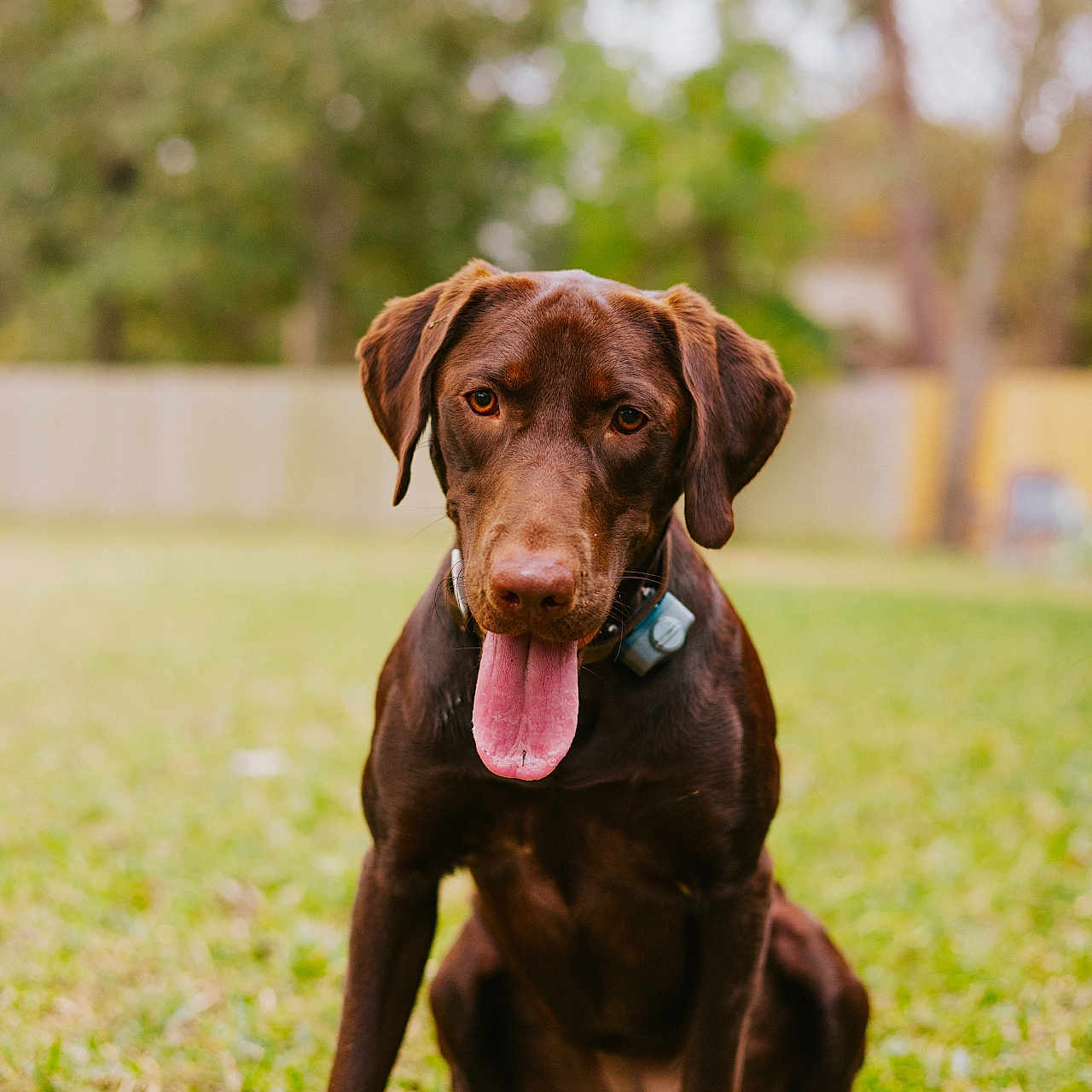Whiskey joined the competition — help win amazing prizes! animal, bodypart, bulldog, canine, dog, field, grass, grassland, hound, labradorretriever, lawn, mouth, nature, outdoors, person, pet, plant, pointer, puppy, tongue